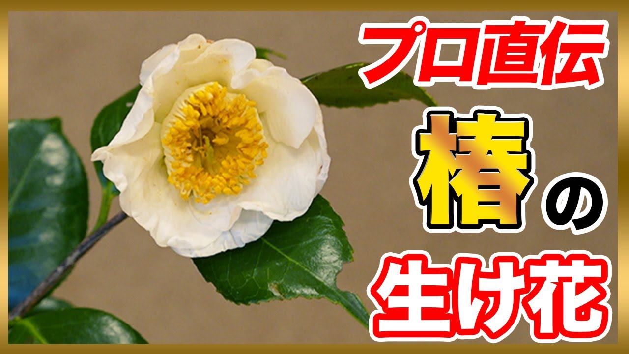 【生け花歴44年】プロ華道家が「椿」の生け花を伝授！