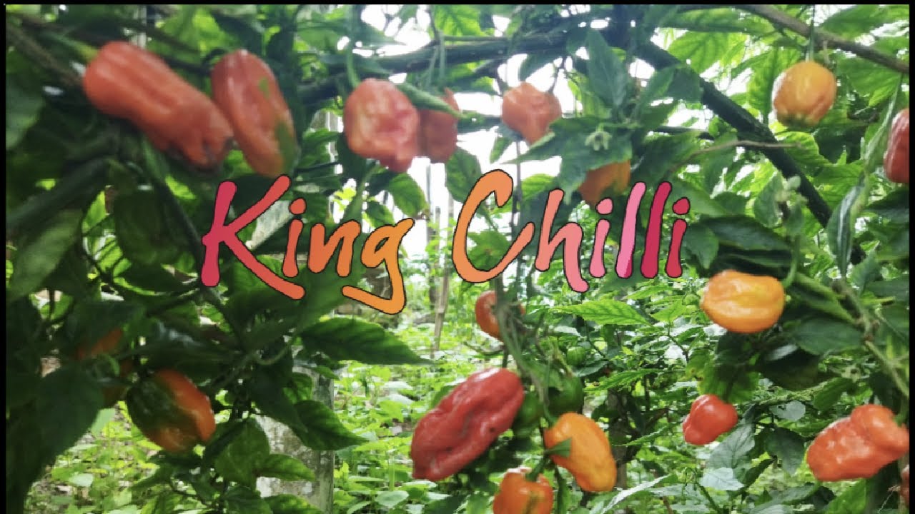 RAJA MERJA (king chilli) Seed to harvest (in Nagamese)