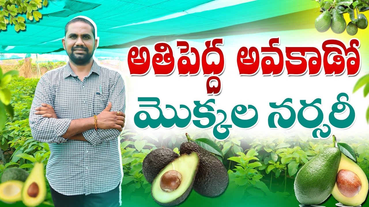 అతిపెద్ద అవకాడో మొక్కల నర్సరీ | Biggest Avacado Plants Nursery | Avacado Farming | Shiva Agri Clinic