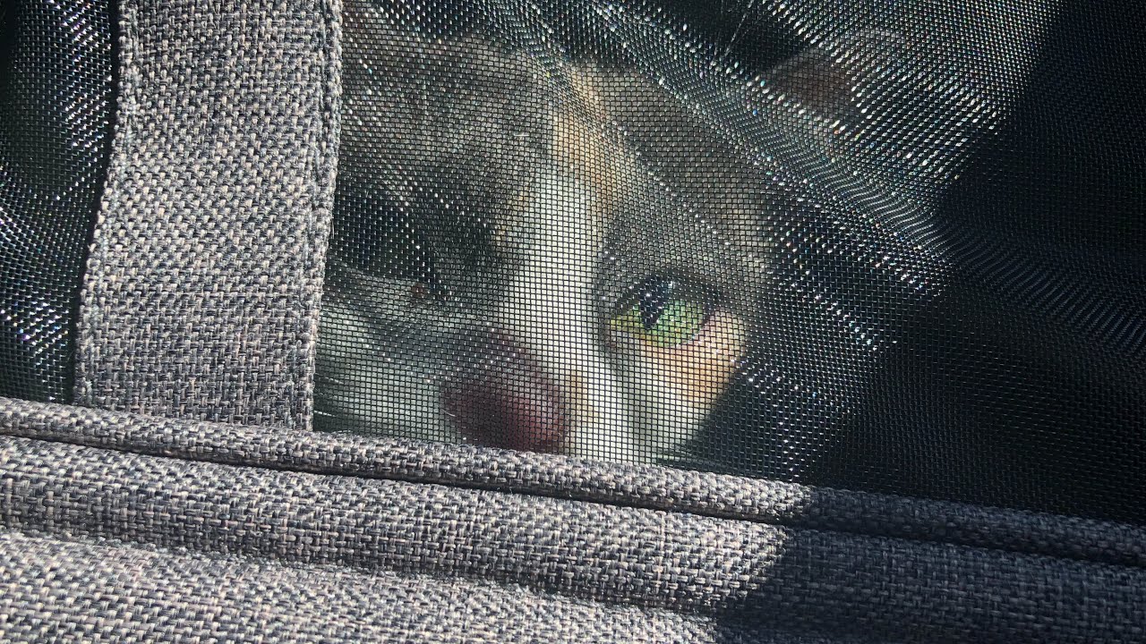 Parker cat has a check-up at the vet