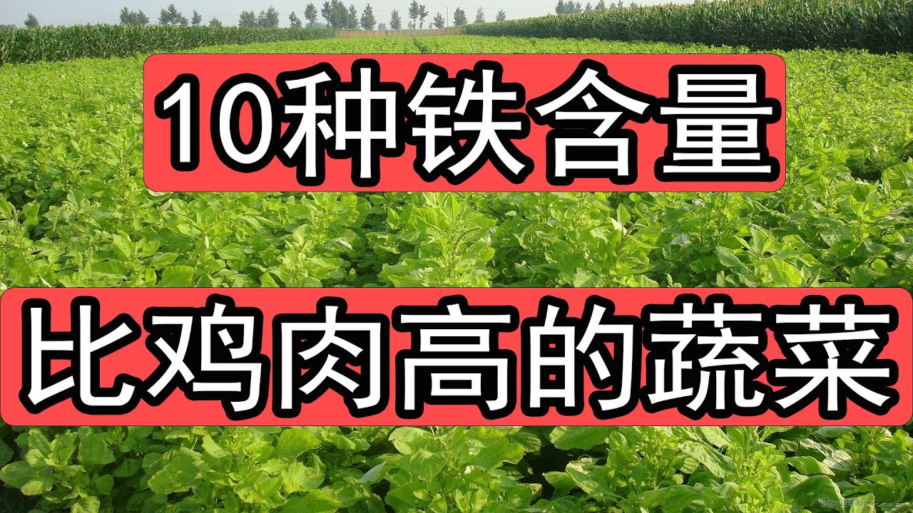 谁说补铁补血一定要吃肉，这10种绿色蔬菜铁含量一样惊人，含铁量比鸡肉猪肉还高，家里有人贫血不爱吃肉一定要分享给大家