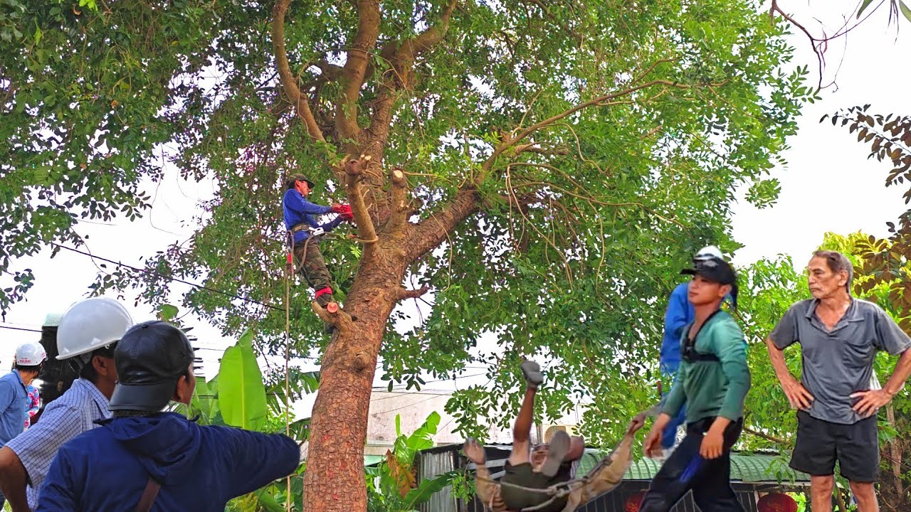 Cưa cây Xà Cừ Tím Siêu To Siêu Nhánh gần nhà vị trí khó, ngay đường đi.