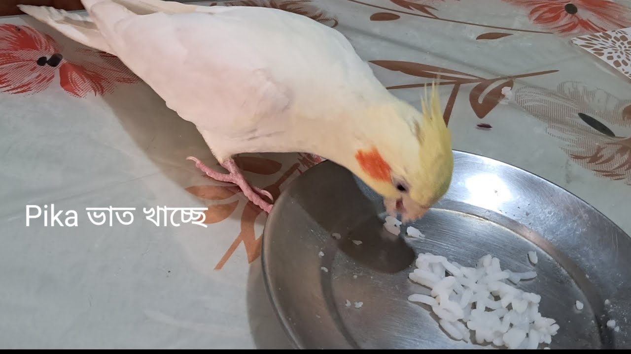 Pika ভাত খাচ্ছে || Anjana's Kitchen 