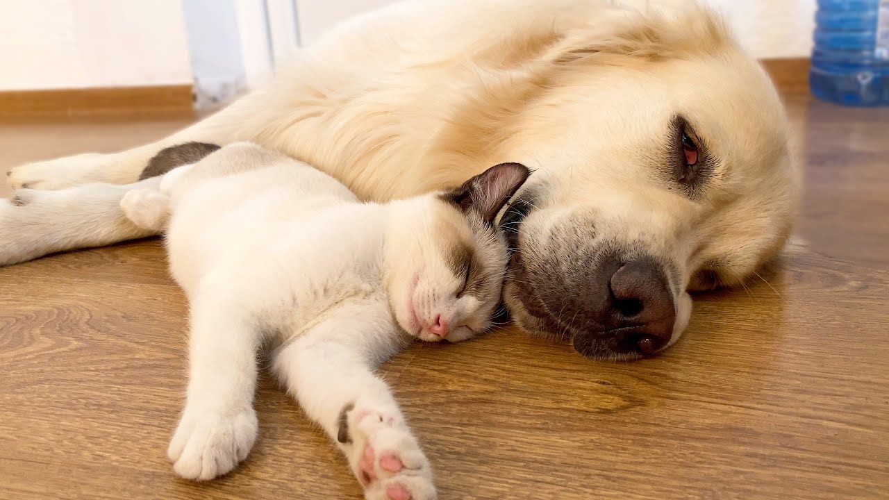 Kitten Loves to Sleep with a Golden Retriever