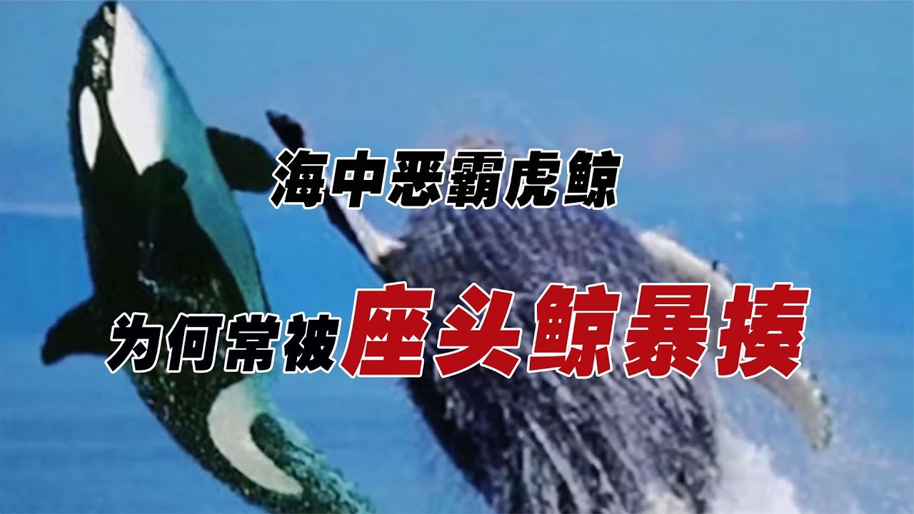 海中惡霸虎鯨竟遭座頭鯨欺凌，它們到底有什么深仇大恨？