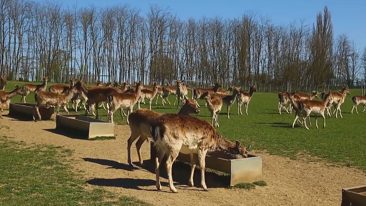 M5 TV – Élet a Szarvasfarmon – A bőszénfai farm várja látogatóit – 2023/20. adás – 2023.05.21.