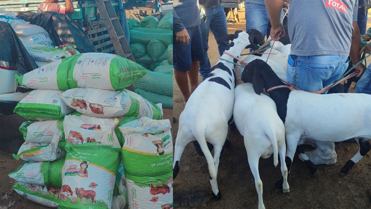 Feira da ração e animais Posto Alto da Serra 08/03/26