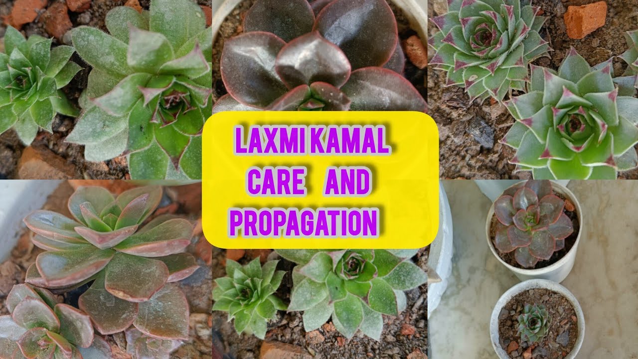 Lucky Plant Laxmi Kamal and Vishnu Kamal Care and Propagation🪙♥️/ Succulent Care/