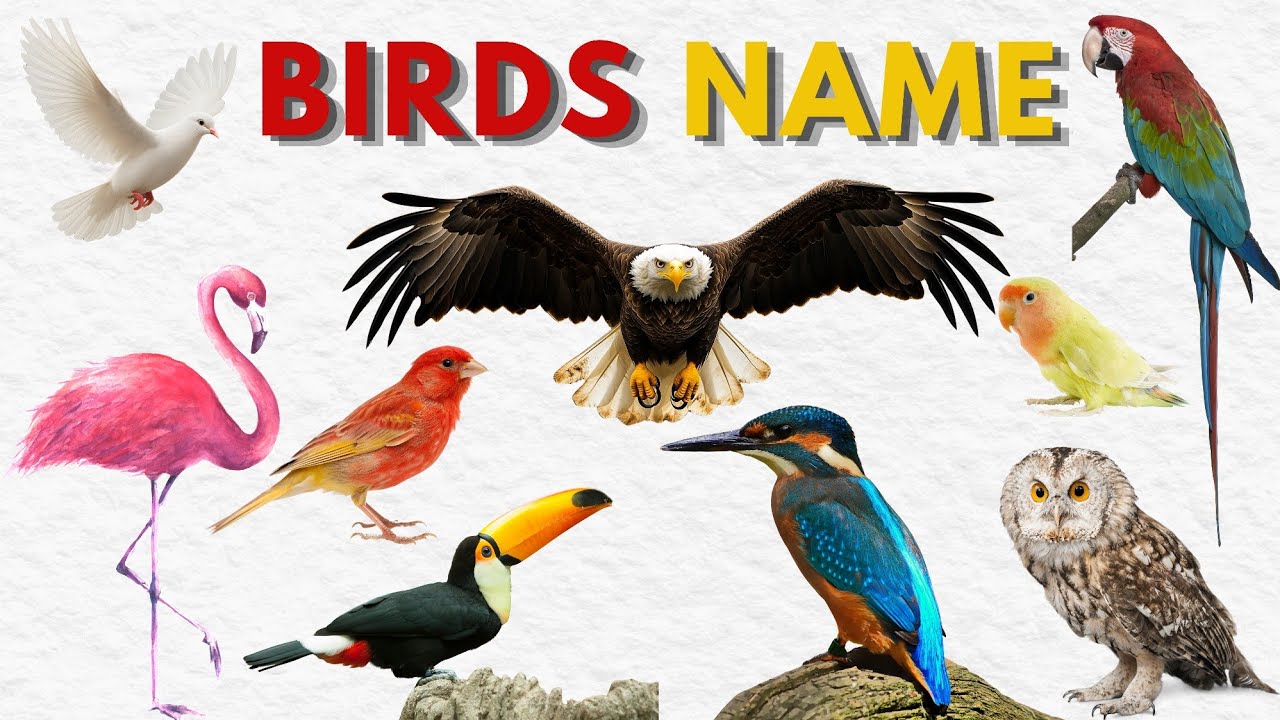 Birds Name for Kids | Learn Birds Names in English | Kids Learning Video | Birds Vocabulary 
