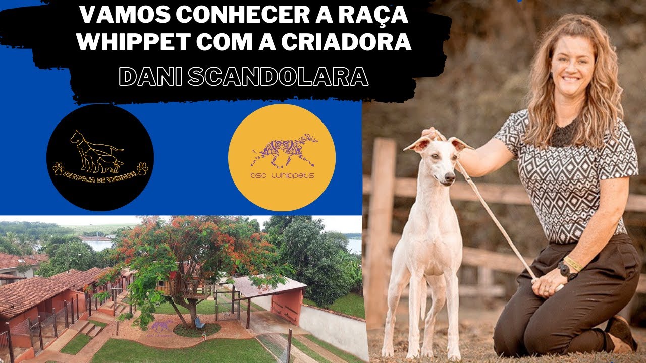 Vamos conhecer a raça Whippet com a criadora Dani Scandolara