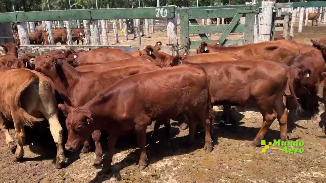 💠🥩🐃La carne aumenta por la sequía y las inundaciones de años anteriores