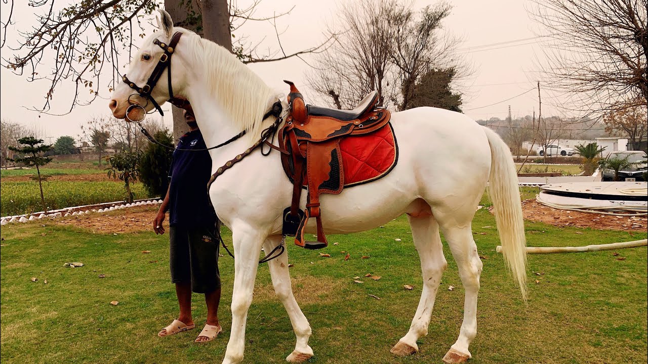 Western Saddle on Desi Horse