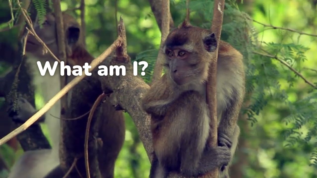 Exploring the Wild: A Close Encounter with Long-Tailed Macaques