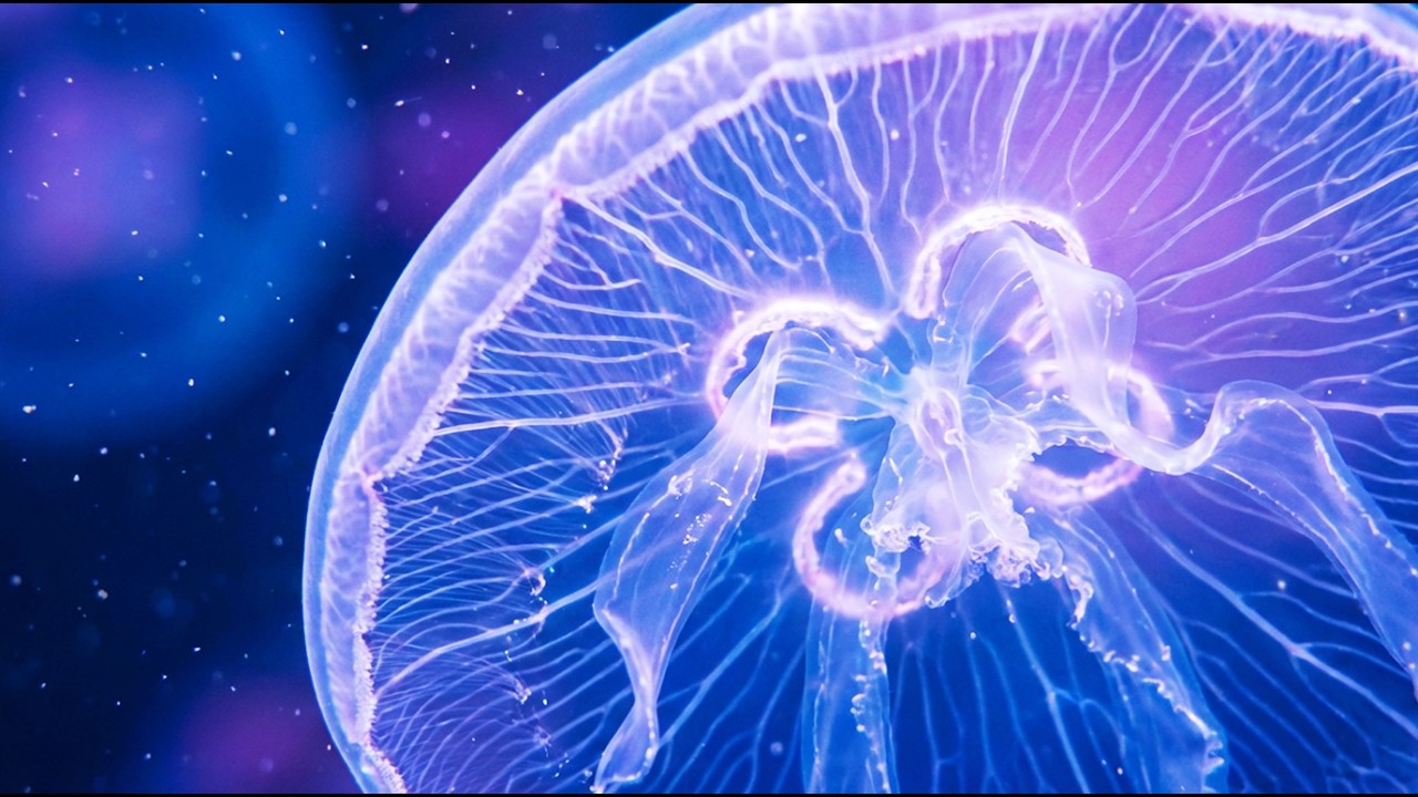 DREAM AQUARIUM 4K - Marine Life, Sea Animals and Coral Reef Fish Tank Sounds for Deep Sleep