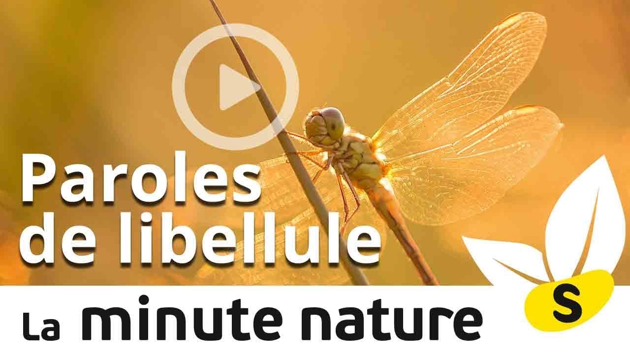 PAROLES DE LiBELLULE (No 56)
