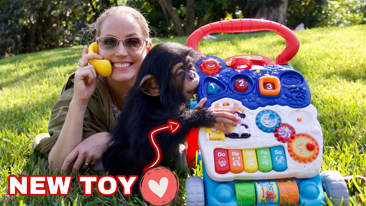 BABY CHIMP is WALKING!!!