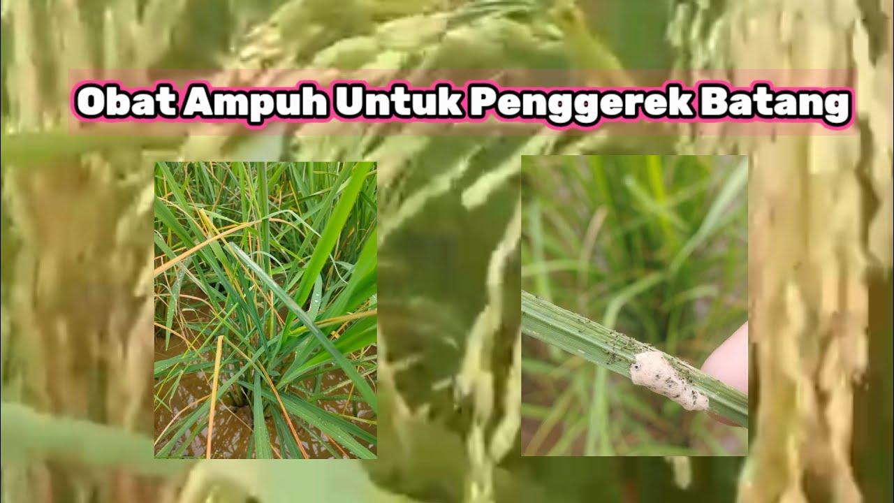 Obat penggerek barang padi // sundep padi