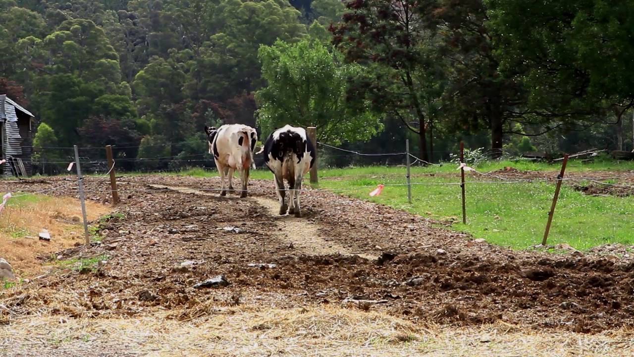 Pasture-based Automatic Milking Systems