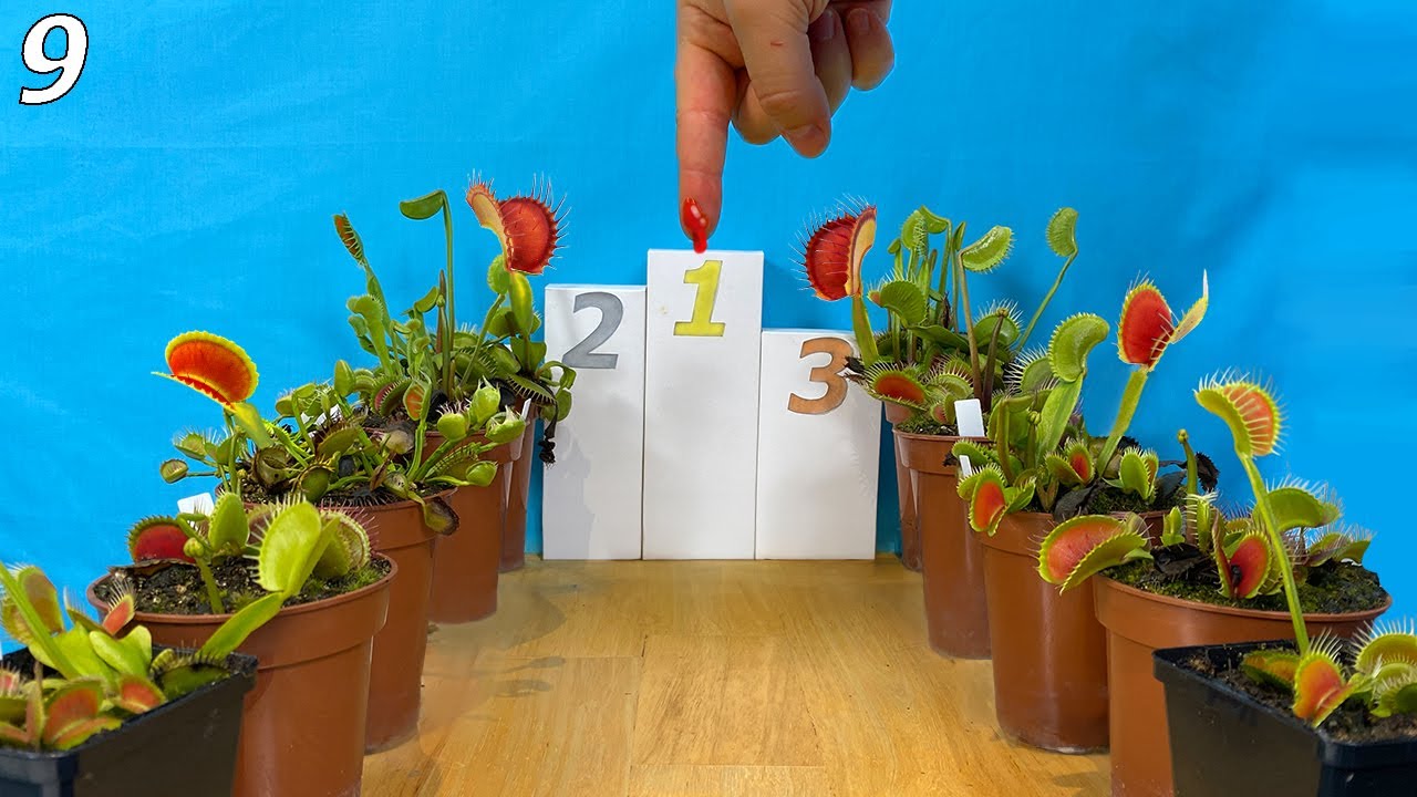 10 мухоловок соревнуются за мою кровь — Событие 9