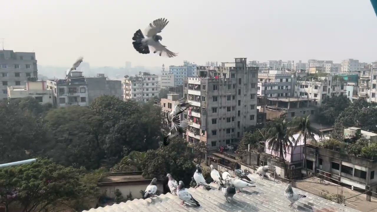 আজকে পাল্লা দিলাম নরসিংদী রড আদরী থেকে।