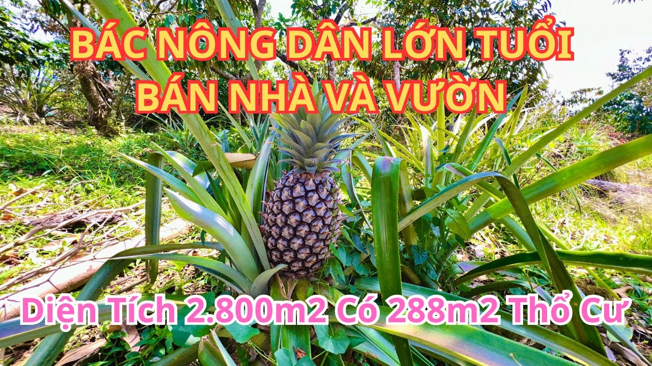 🔴(347) Bác Nông Dân Lớn Tuổi Bán Vườn Để Ra Ở Với Con, Vườn Đẹp Lắm Ạ | Bất Động Sản Bảo Lộc