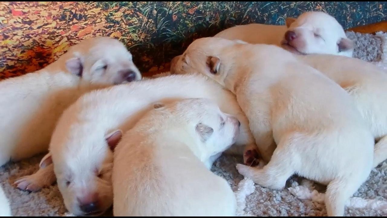 One Week Old! Our White German Shepherd Puppies Growing Fast 🐾
