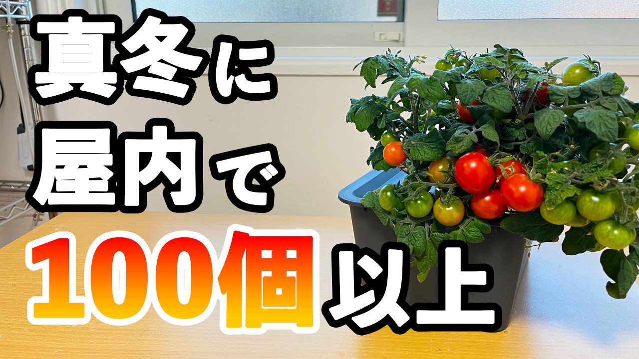 屋内の水耕栽培で秋から冬にかけてミニトマトを採りまくった