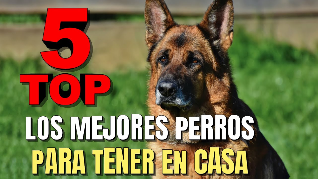 Los MEJORES PERROS para TENER EN CASA | TOP 5 MEJORES PERROS para TENER EN CASA