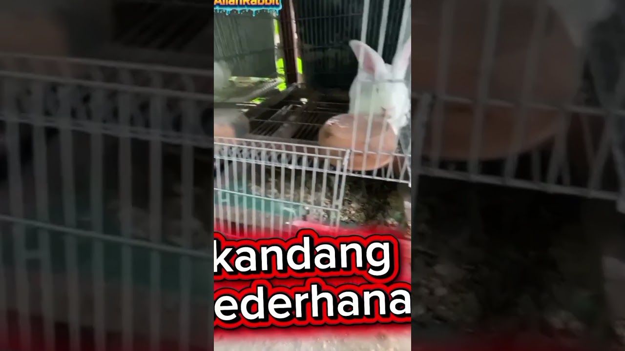 Contoh kandang kelinci yang super bersih @maribelajar4204 