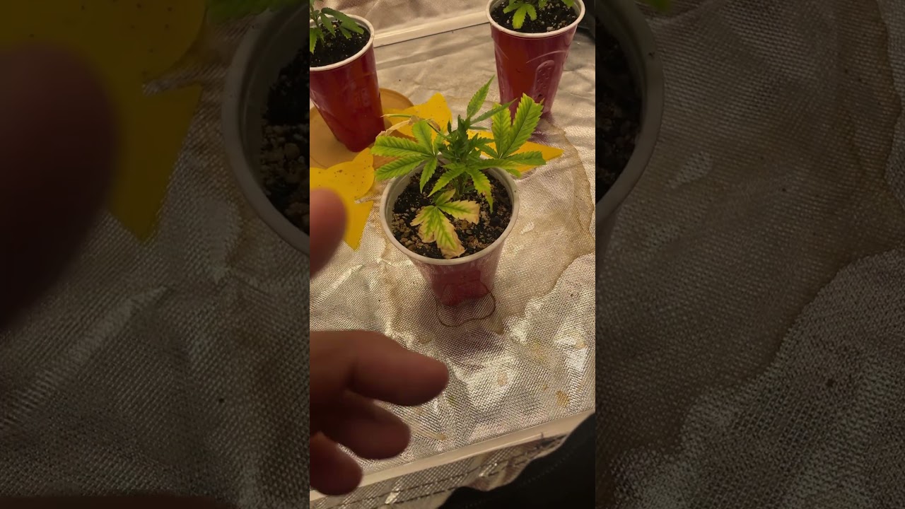 Can you grow cannabis clones directly into soil? Answers here lol #420 #growit #cannabis