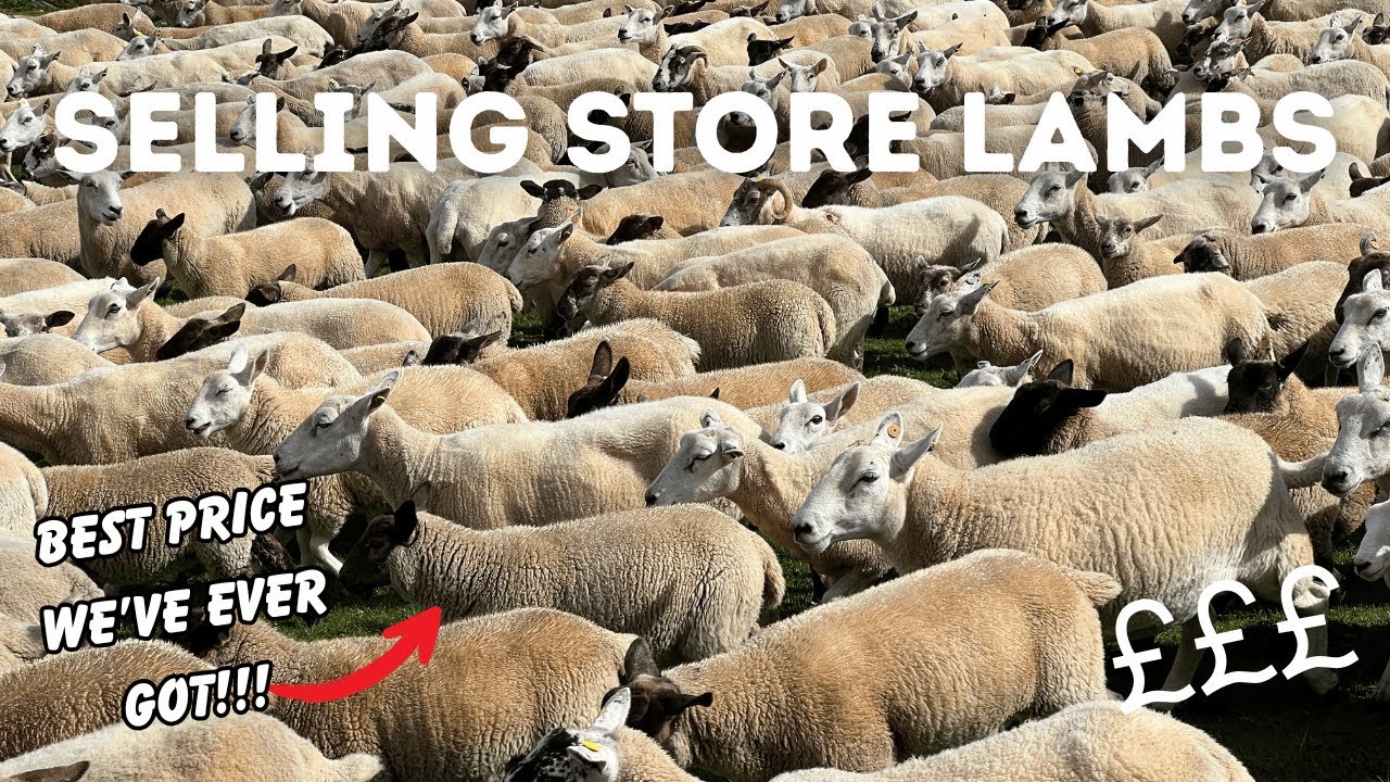 Best Price Ever For Our Store Lambs!