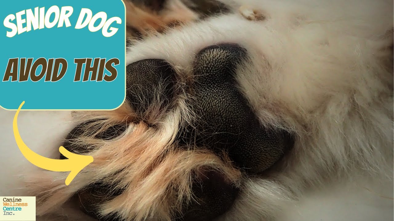 FOOT HYGIENE Changes Everything for Your Senior Dog-2 Simple Ways