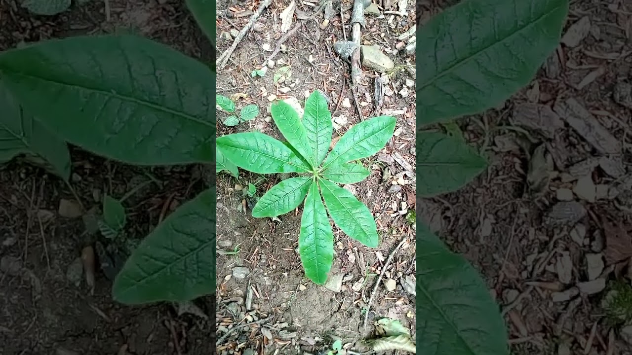 Interesting beautiful rhododendron sprout in forest Интересный красивый росток рододендрона в лесу
