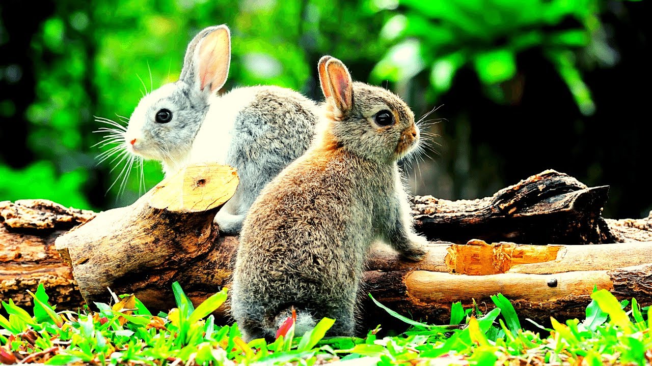 Top 6 Popular Rabbit Breed In The World