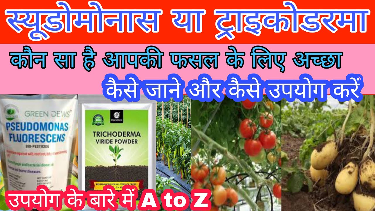trichoderma vs pseudomonas | trichoderma and pseudomonas | #trichoderma #pseudomonas