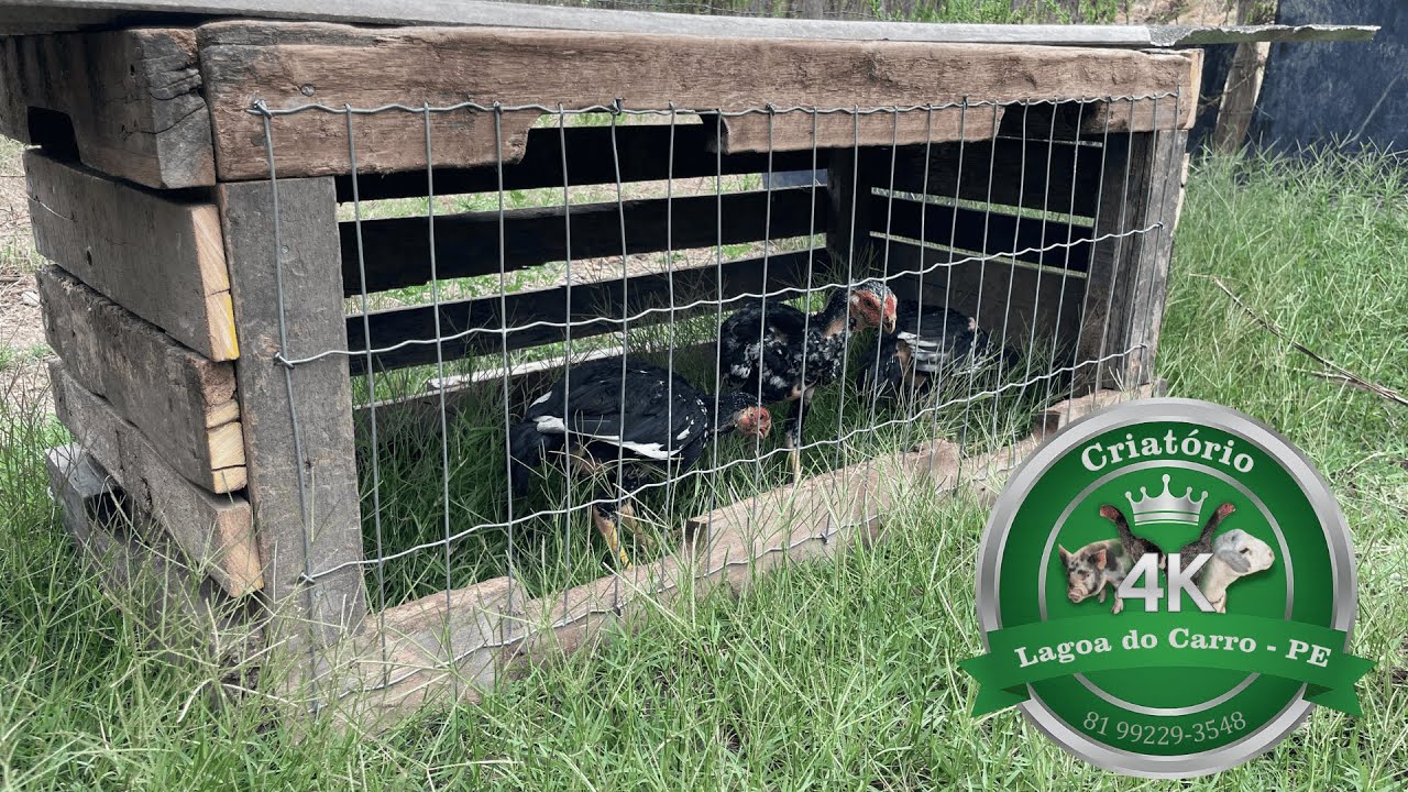 PIQUETE MÓVEL PARA GALINHAS 🐓 (Criatório 4K)