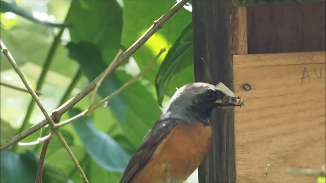 2023, juin, couple de rougequeue à front blanc dans un nichoir au jardin (Common Redstart)