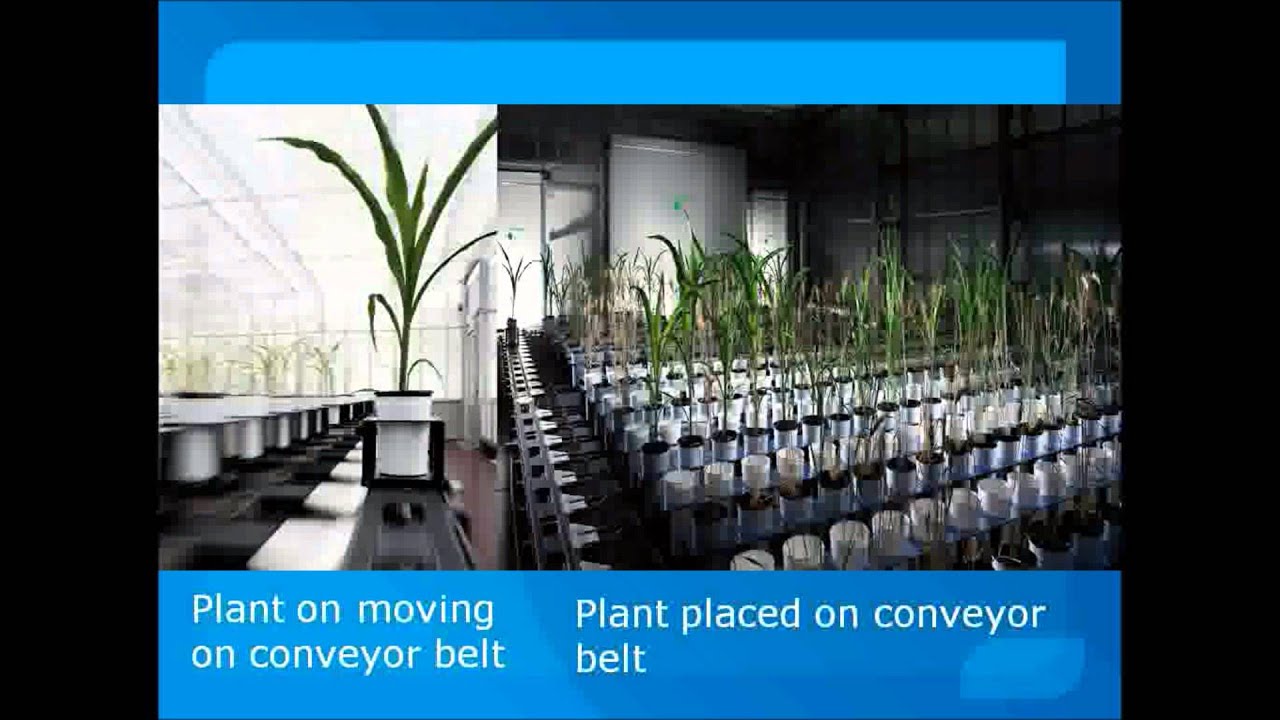 conventional Phenotyping Vs High Throughput phenotyping.wmv