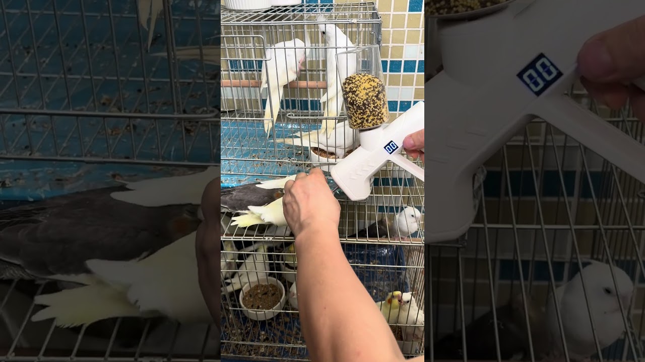 The product of Qiguai must be a fine product, egg millet feeder, quack easy-to-use cockatiel Parrots