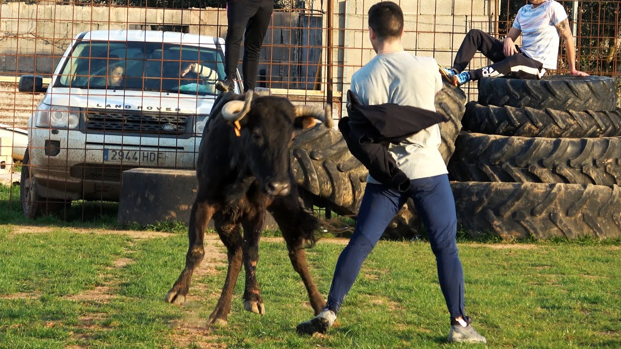 CAPEA con DOS VACAS // FINCA &acute;&acute;EL GALLARDO&acute;&acute; 2024