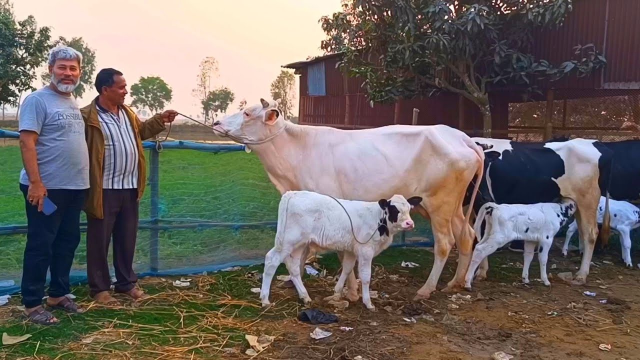 @আজ ১৩/১/২৫| উন্নত জাতের দুধের গাভী ও বাছুর গরুর দাম | রানীগঞ্জ  হাট |দিনাজপুর