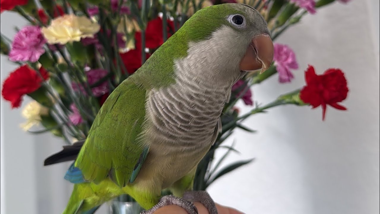La Coty hablando sin parar,disfruten de esta hermosura de video 🥹💚🦜 