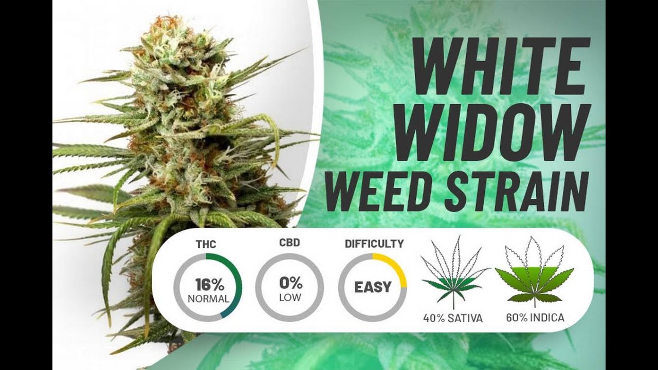 White widow marijuana strain