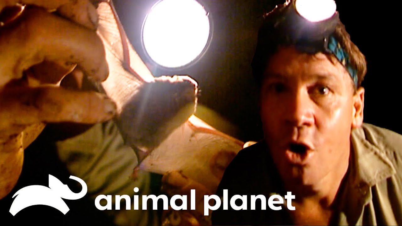Steve Irwin Gets BATTY in the New Guinea Highlands! | The Crocodile Hunter | Animal Planet