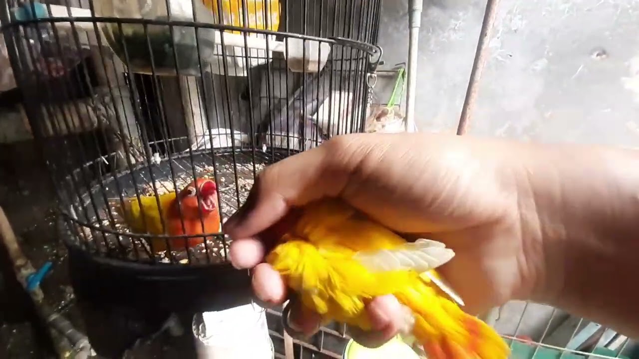 CARA CETAK BIO INO MM PAKET HEMAT⁉️❗❗ (RAHASIA DAPUR)🤫