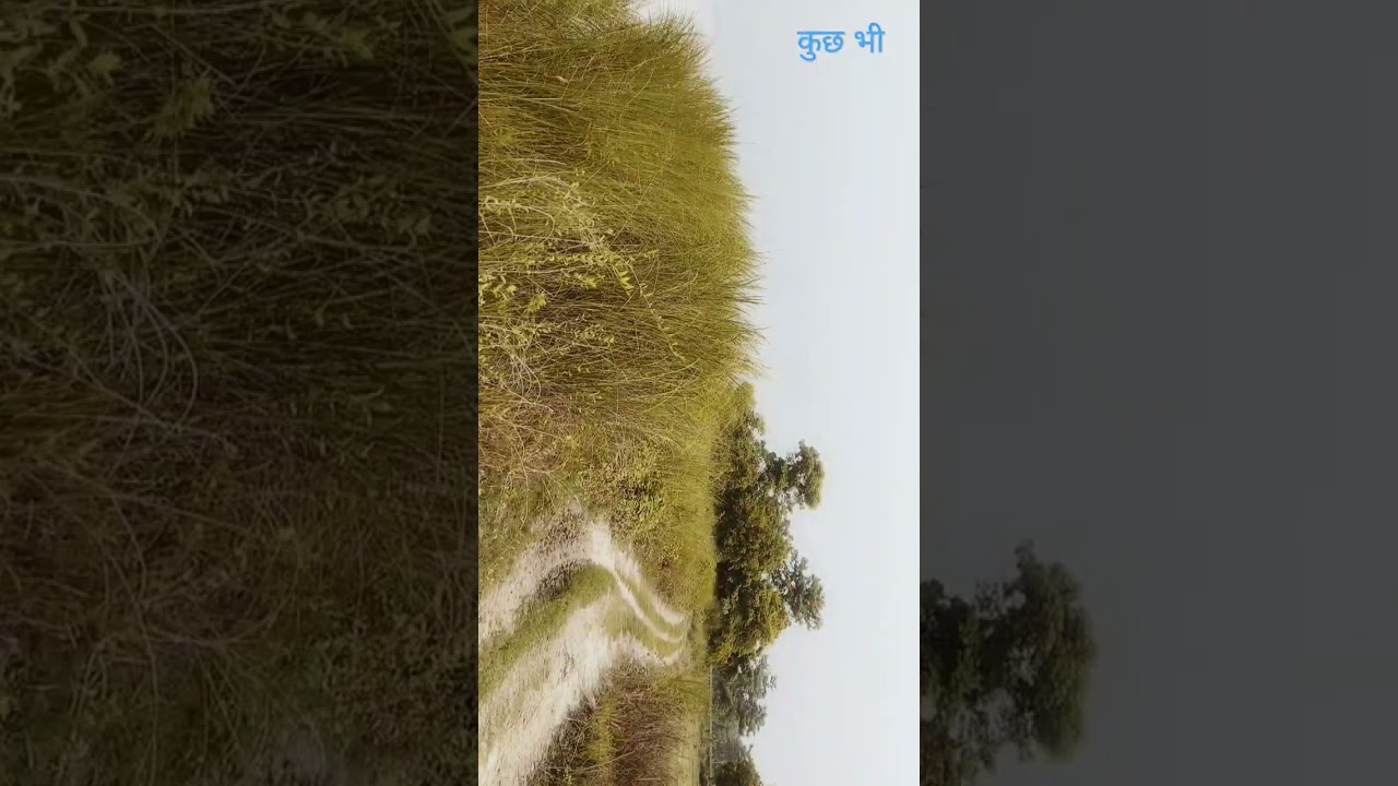 Bihar flood 2024 #Flood Bahlolpur gandak river