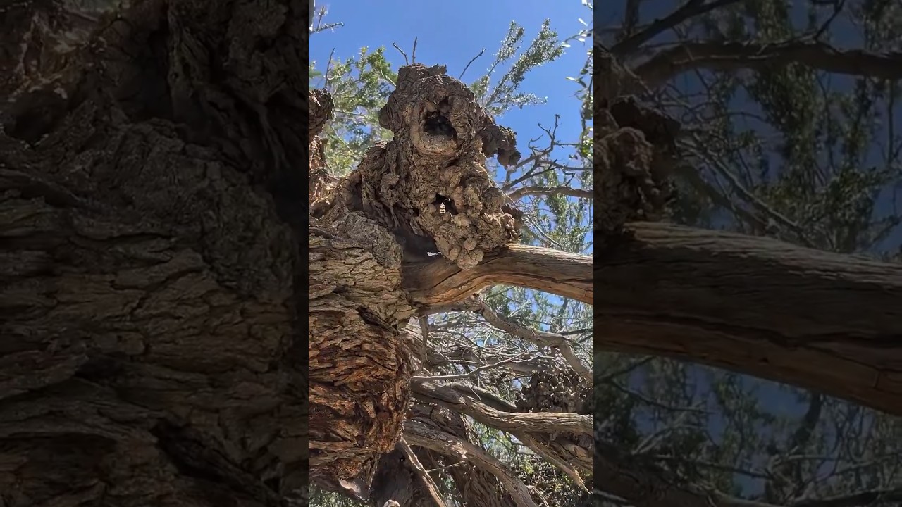 Creepy Desert Creatures #nature #oldtrees