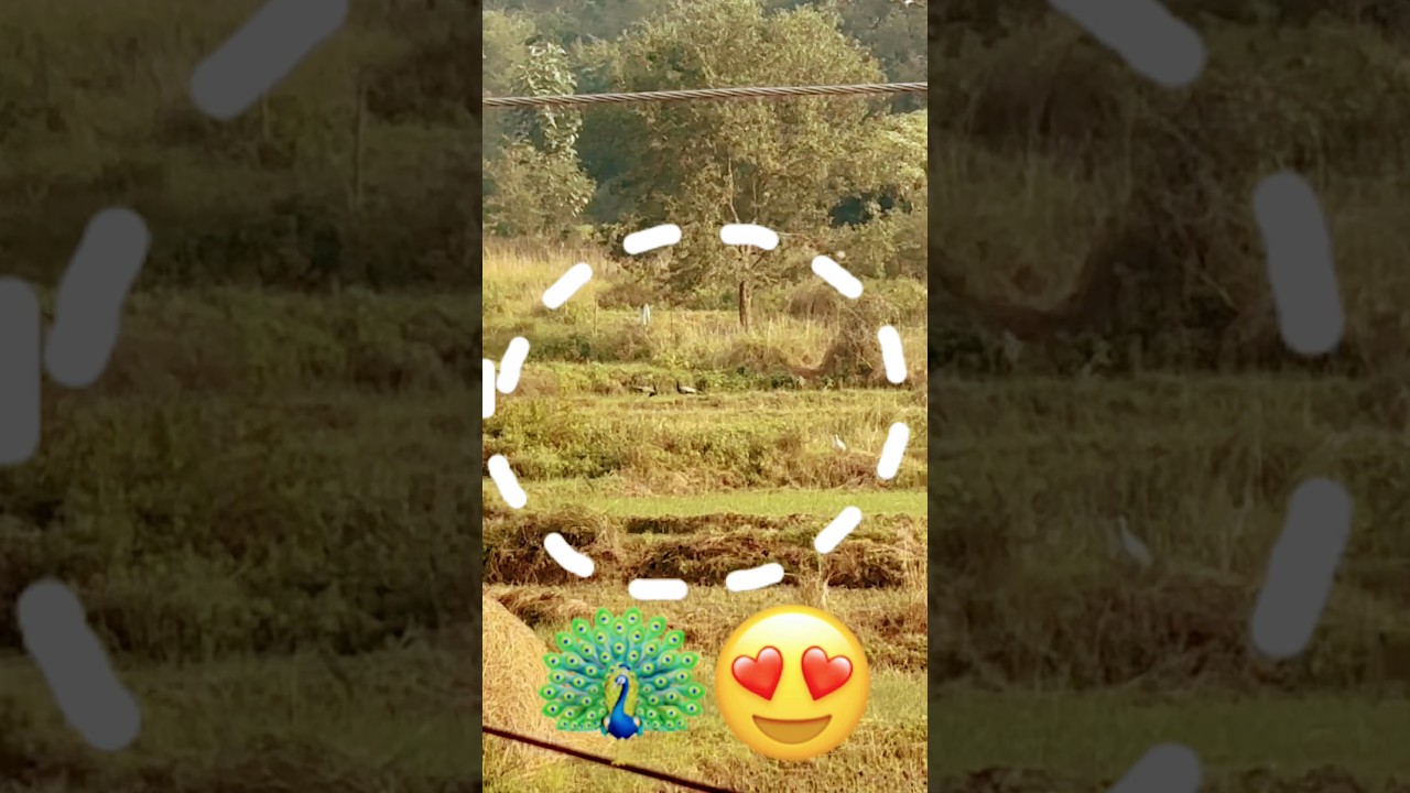 Why I love Himachal 😍 |kangra|#himachal #himachali