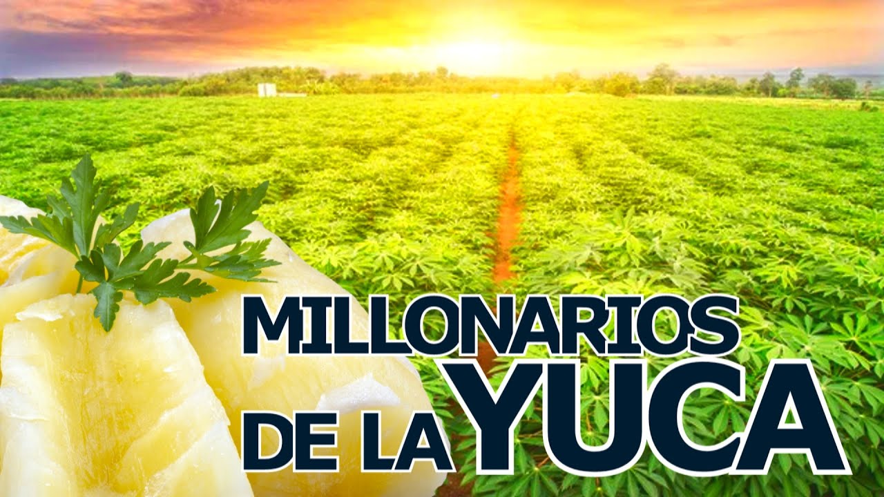 Como generar millones de dólares produciendo Yuca