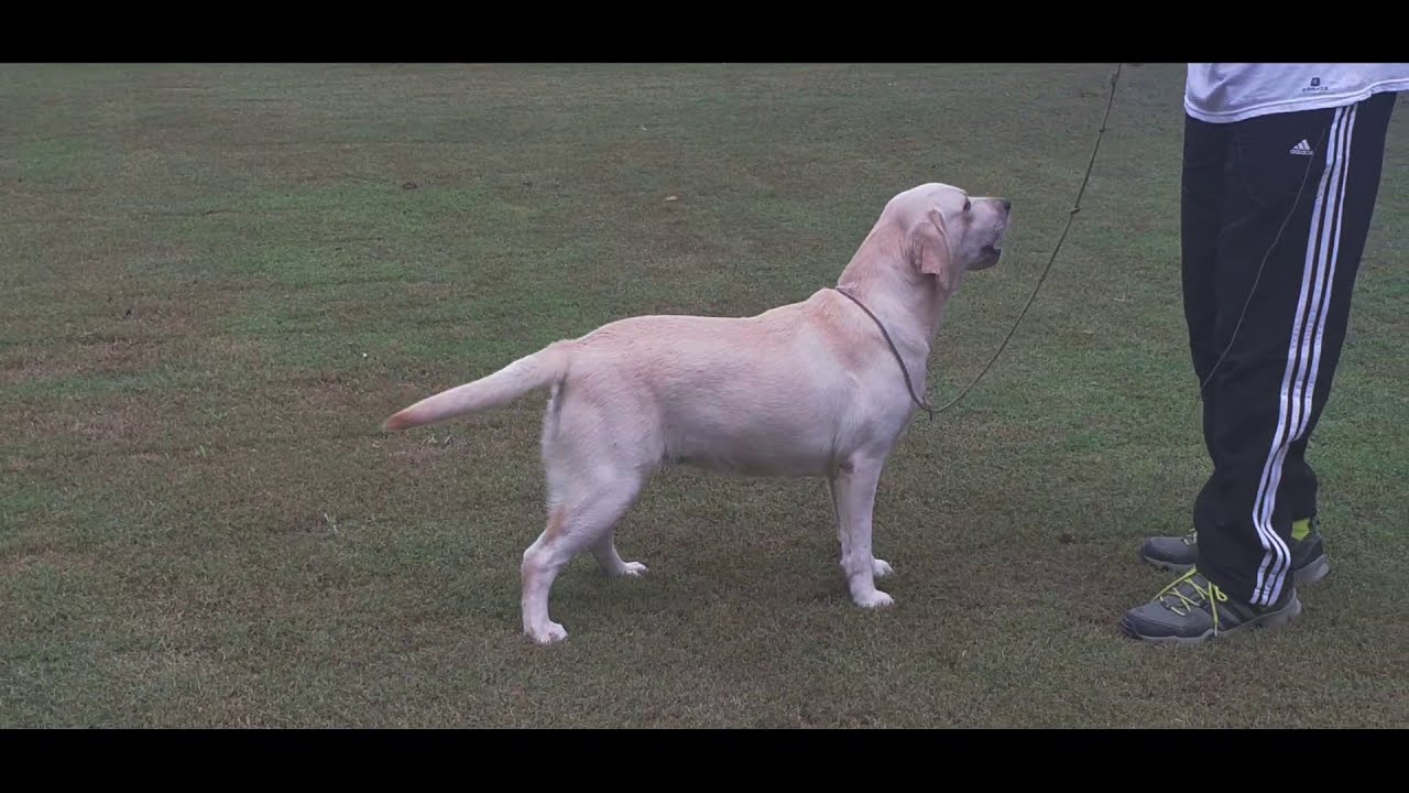 WORLD CHAMPION LABRADOR || INDIA BEST LABRADOR || MAHINDRA'S KENNEL  || SCOOBERS